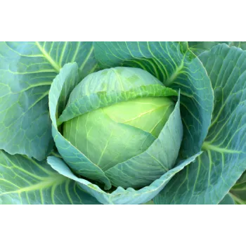 Cabbage (11)-3770961-95294.webp
